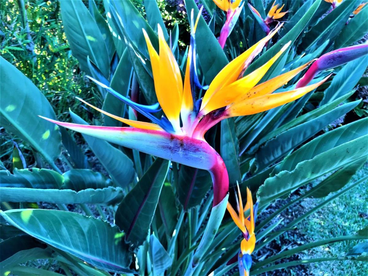 Surf Beach_Santa Barbara Secret Gardens Рибейра-Гранди Экстерьер фото